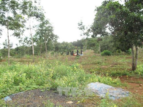 Một Phó giám đốc bị tạm giam vì phá rừng